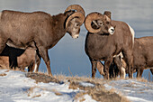 Bergbock (ovis canadensis) während der Brunftzeit, Jasper National Park, UNESCO Welterbe, Alberta, Kanadische Rockies, Kanada, Nordamerika