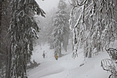 Gefrorene Winterlandschaft, Vladeasa-Gebirge, Rumänien, Europa