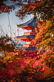 Kiyomizu-dera Buddhist temple and Sanjunoto three Story Pagoda with autumn colors, Kyoto, UNESCO World Heritage Site, Honshu, Japan, Asia