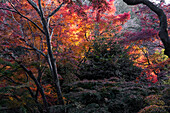 Herbstfarben im Garten des buddhistischen Tempels Kiyomizu-dera, Kyoto, UNESCO-Weltkulturerbe, Honshu, Japan, Asien