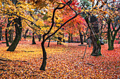 Tofuku-ji Buddhist Temple garden with autumn colors and foliage, Kyoto, Honshu, Japan, Asia