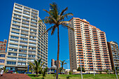 View of single palm tree and apartments on promenade, Durban, KwaZulu-Natal Province, South Africa, Africa