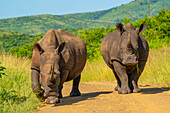 Blick auf Breitmaulnashörner im Hluhluwe-Imfolozi Park (Umfolozi), dem ältesten Naturschutzgebiet Afrikas, Provinz KwaZulu-Natal, Südafrika, Afrika