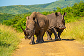 View of white rhinos in Hluhluwe-Imfolozi Park (Umfolozi), the oldest nature reserve in Africa, KwaZulu-Natal Province, South Africa, Africa