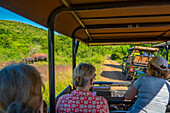 Blick auf Breitmaulnashörner aus Safarifahrzeugen im Hluhluwe-Imfolozi Park (Umfolozi), dem ältesten Naturschutzgebiet Afrikas, Provinz KwaZulu-Natal, Südafrika, Afrika