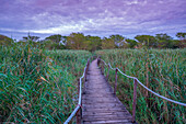 View of jetty through swampy marsh at Ghost Mountain Inn at sunrise, Mkuze, KwaZulu-Natal Province, South Africa, Africa