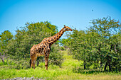 Blick auf eine Südliche Giraffe (Giraffa camelopardalis giraffa) auf einer Pirschfahrt im Krüger-Nationalpark, Südafrika, Afrika