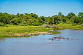 View of Hippopotamus (Hippopatamus amphibius), adult, in water, in Kruger National Park, South Africa, Africa