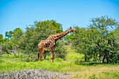 Blick auf eine Südliche Giraffe (Giraffa camelopardalis giraffa) auf einer Pirschfahrt im Krüger-Nationalpark, Südafrika, Afrika