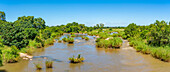 Blick auf Flusspferd (Hippopatamus amphibius), erwachsen, im Wasser, im Krüger-Nationalpark, Südafrika, Afrika