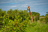 Blick auf eine Südliche Giraffe (Giraffa camelopardalis giraffa) auf einer Pirschfahrt im Krüger-Nationalpark, Südafrika, Afrika