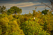 View of African Fish Eagle on game drive in Kruger National Park, South Africa, Africa