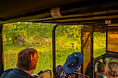 Blick auf Touristen, die junge Steinböcke auf einer Pirschfahrt im Krüger-Nationalpark beobachten, Südafrika, Afrika