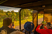 Blick auf Touristen, die Zebras auf einer Pirschfahrt im Krüger-Nationalpark fotografieren, Südafrika, Afrika