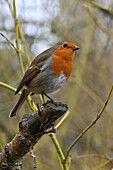 European Robin, United Kingdom, Europe