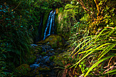 Lush green rainforest with a creek and waterfall, New Zealand, Pacific