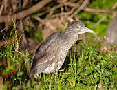 Juvenile Yellow Crowned Night Heron (Nyctanassa violacea), Bermuda, North Atlantic, North America