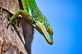 Antiguanische Anolis-Eidechse (Anolis Leachii), Bermuda, Nordatlantik, Nordamerika