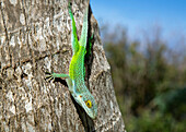 Antiguanische Anolis-Eidechse (Anolis Leachii), Bermuda, Nordatlantik, Nordamerika