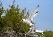 Weißschwanz-Tropikvogel (Phaethon lepturus), ein Seevogel, der als Langschwanz bekannt ist und im Pazifik, Atlantik und Indischen Ozean vorkommt, Bermda, Nordatlantik, Nordamerika