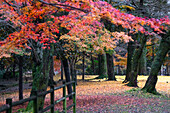 Wooden fence surrounded by trees and leaves in autumn, Nara, Honshu, Japan, Asia