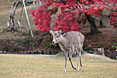 A deer stands confidently on top of a lush grass-covered field in Nara, Honshu, Japan, Asia