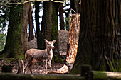 Ein Hirsch steht inmitten des üppigen Grüns des Nara-Waldes, Nara, Honshu, Japan, Asien