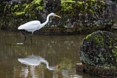 Ein weißer Vogel steht im Wasser neben einer Ansammlung von großen Felsen in Nara, Honshu, Japan, Asien