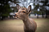 Eine Nahaufnahme eines Rehs mit unscharfem Hintergrund, Nara, Honshu, Japan, Asien