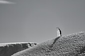 Ein Zügelpinguin (Pygoscelis antarcticus), stehend auf einem Eisberg in der Antarktischen Halbinsel, Polargebiete