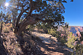 Der alte, nicht instandgehaltene Klippenweg, der zum Hermits Rest führt, ein Weg, der aufgegeben wurde, als der asphaltierte Greenway Trail gebaut wurde, Grand Canyon, Arizona, Vereinigte Staaten von Amerika, Nordamerika