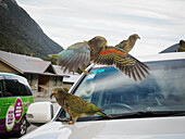 Mehrere Kea, ein großer Alpenpapagei, kauen auf einem Auto in Arthur's Pass, Canterbury Region, Südinsel, Neuseeland, Pazifik