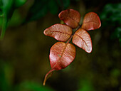 Blattdetail, Nebelwald, Costa Rica, Mittelamerika