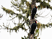 Black Cheeked Woodpeckers, Costa Rica, Central America