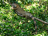 Grüner Leguan, Costa Rica, Mittelamerika