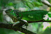 Grüner Leguan, Costa Rica, Mittelamerika