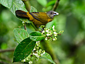 Graukopftangare, Costa Rica, Mittelamerika