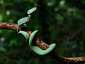 Pit Viper, Costa Rica, Central America