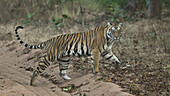 Royal Bengal Tiger, India, Asia