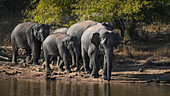 Asiatischer Elefant, Indien, Asien