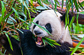 Pandabär, Chengdu, Sichuan, China, Asien