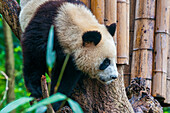 Panda Bear, Chengdu, Sichuan, China, Asia