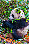 Pandabär, Chengdu, Sichuan, China, Asien