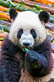 Pandabär, Chengdu, Sichuan, China, Asien