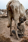 Young boy drinking milk directly from a cow, Mundari tribe, South Sudan, Africa