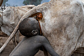 Junge bläst den Boden einer Kuh auf, um die Milchproduktion zu steigern, Mundari-Stamm, Südsudan, Afrika