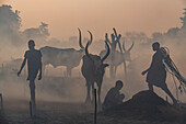 Backlit photo of a Mundari cattle camp, Mundari tribe, South Sudan, Africa