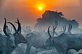 Backlit photo of a Mundari cattle camp, Mundari tribe, South Sudan, Africa