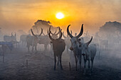 Backlit photo of a Mundari cattle camp at sunset, Mundari tribe, South Sudan, Africa