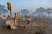 Mundari tribe with their cattle and fencing, South Sudan, Africa